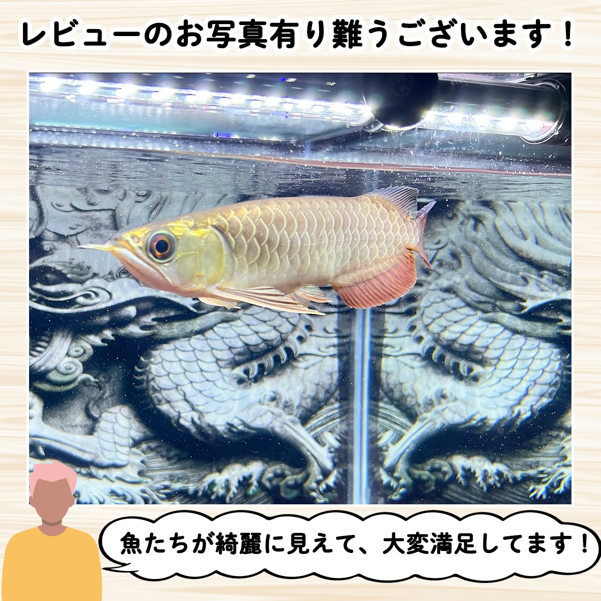 UV-Aチップを40%配合！藍底金龍の美しさを引き出す水中LED