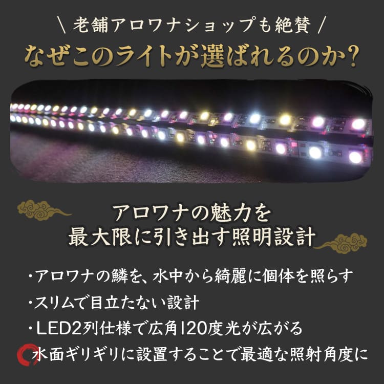 金龍の魅力を最大限に引き出す！ピンクゴールドの水中LEDライト｜PG150-EX