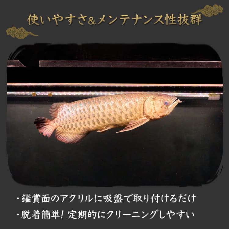 金龍の魅力を最大限に引き出す！ピンクゴールドの水中LEDライト｜PG150-EX