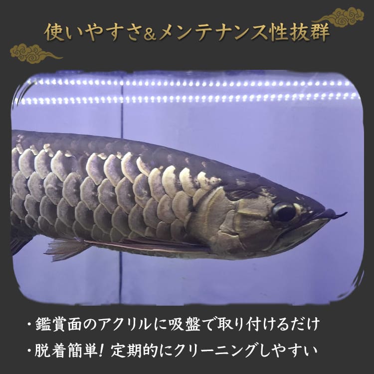 金龍の発色を最大限に！高輝度LEDで水槽全体を明るくする水中ライト