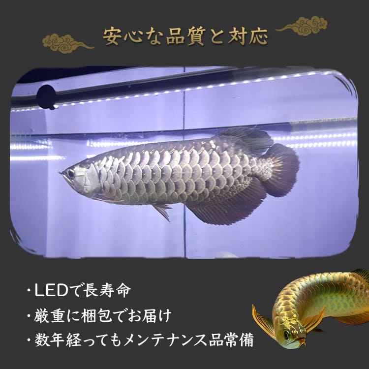 水中からダイレクトに照射！金龍の青を際立たせるアロワナライト
