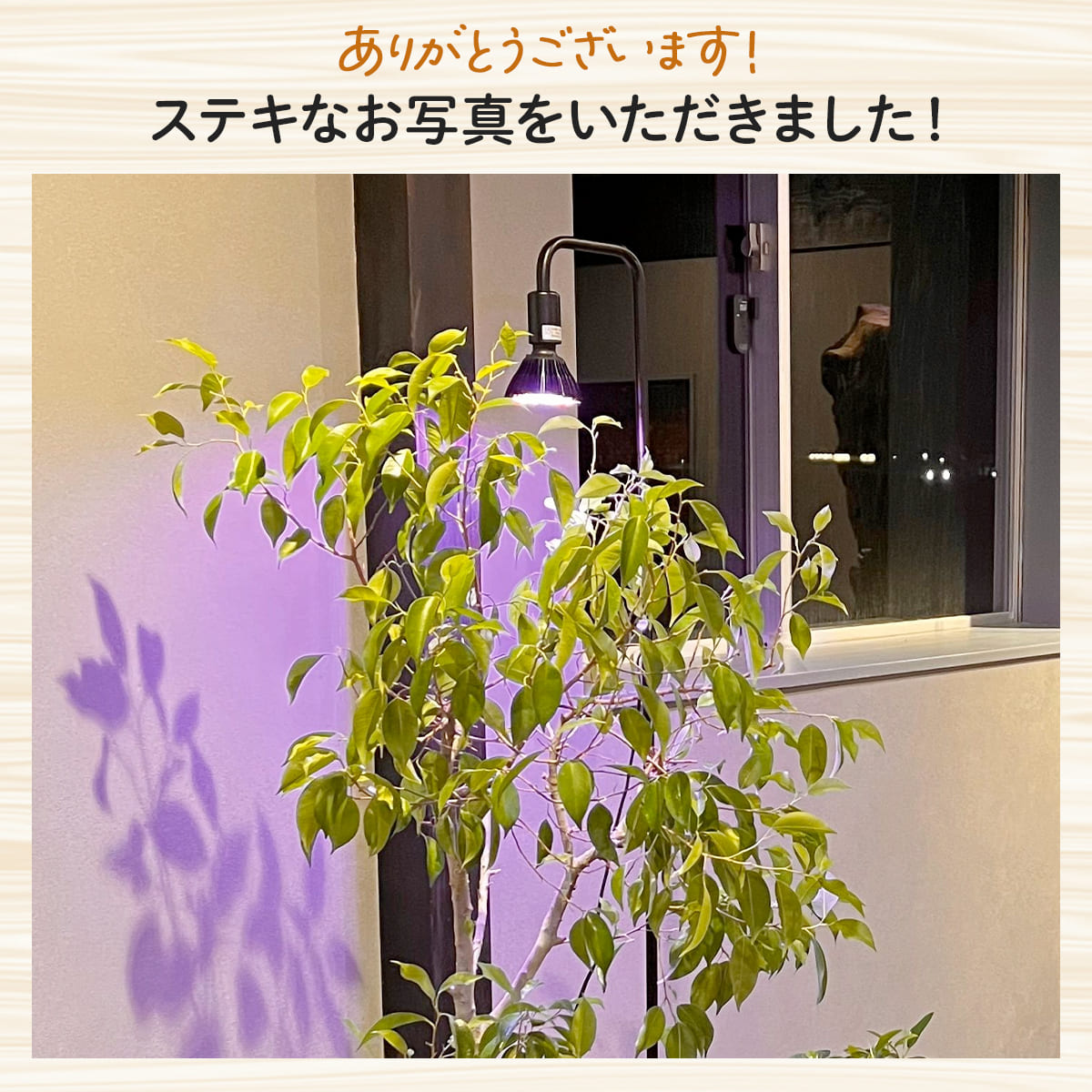 いつでも日当たり良好!室内で観葉植物を育成するクリップ式LEDライト|z-plant01