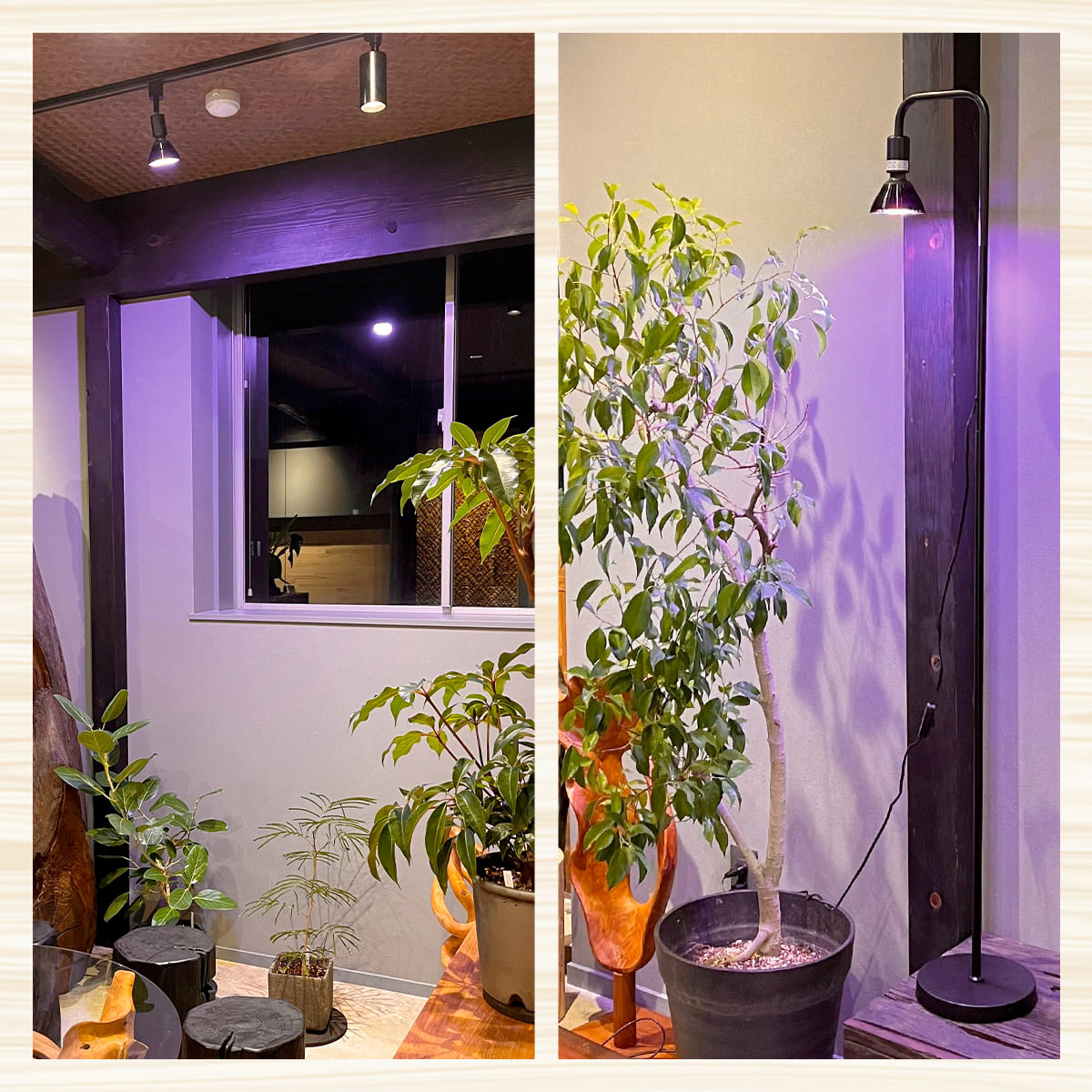 いつでも日当たり良好！室内で観葉植物を育成するクリップ式LEDライト