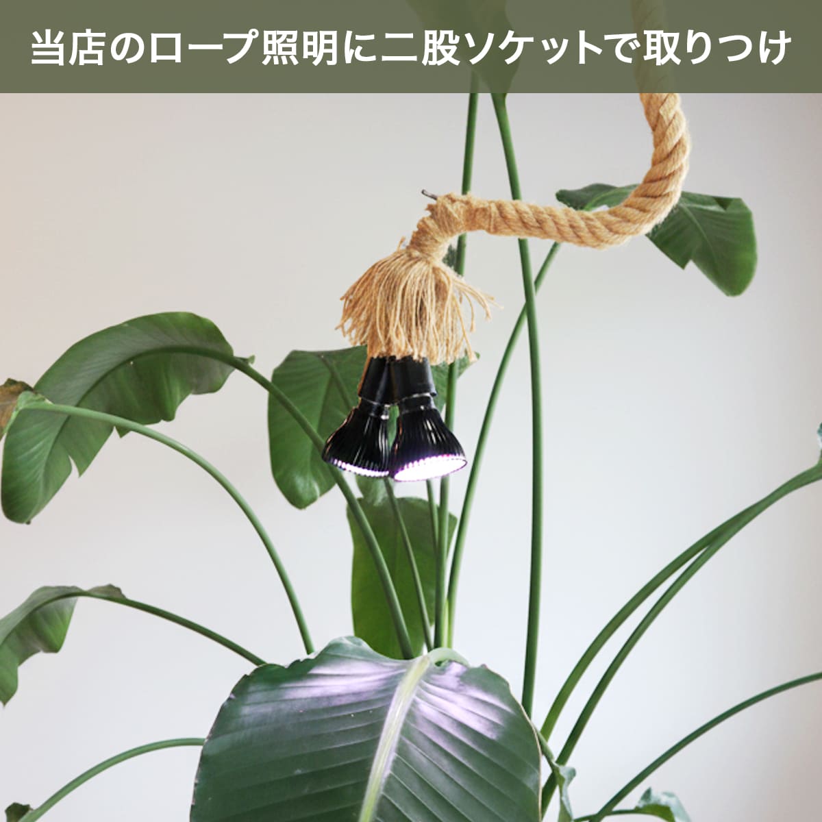 日照不足の植物を元気に！植物の育成をサポートする専用LED電球｜z-bl-plant01