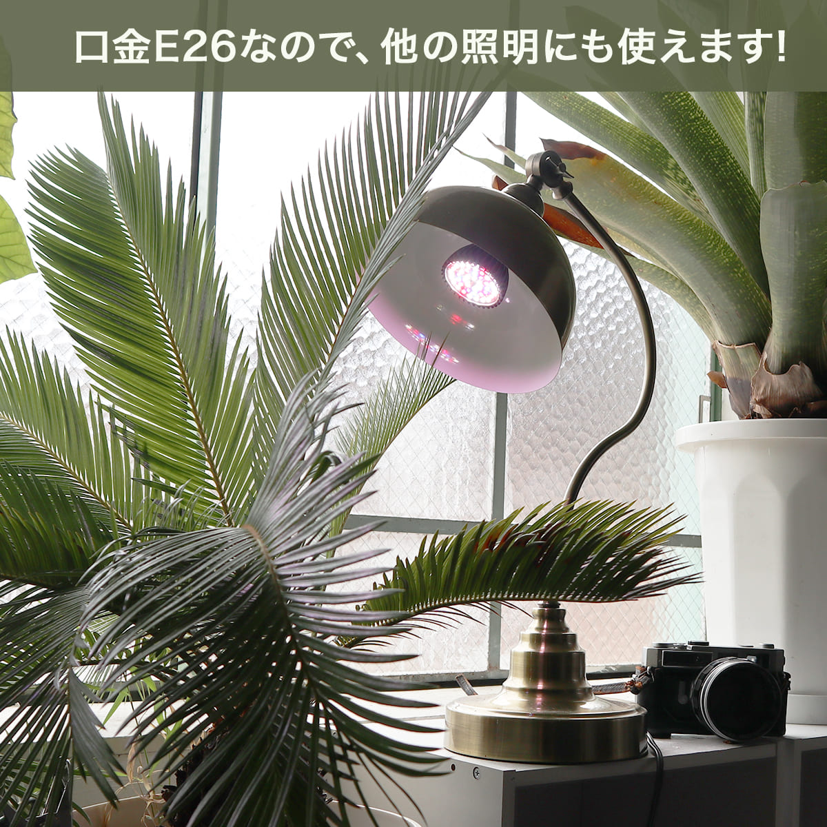 日照不足の植物を元気に！植物の育成をサポートする専用LED電球｜z-bl-plant01