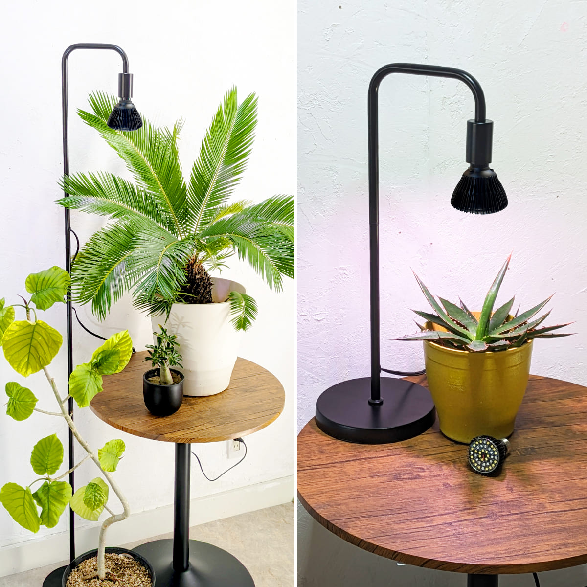 日光が当たらない室内で観葉植物を元気に育てる!植物育成LEDライト|Stand-PL