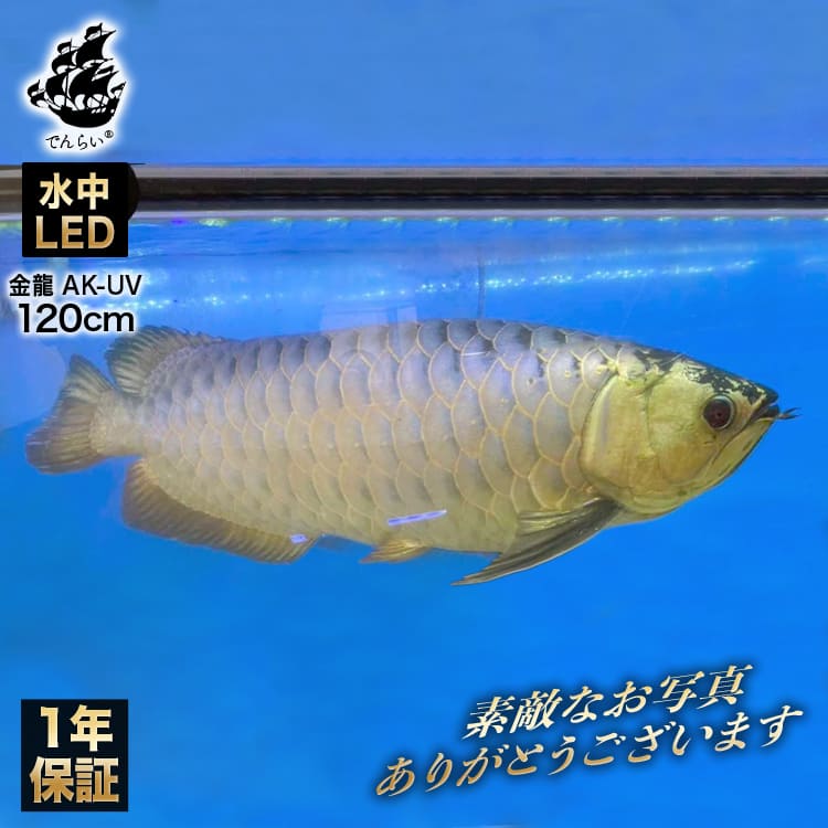 【予約販売】120cm｜AK-120UV-EX | スリム＆高耐久！金龍を美しく魅せる、UV-Aチップ配合の水中LED