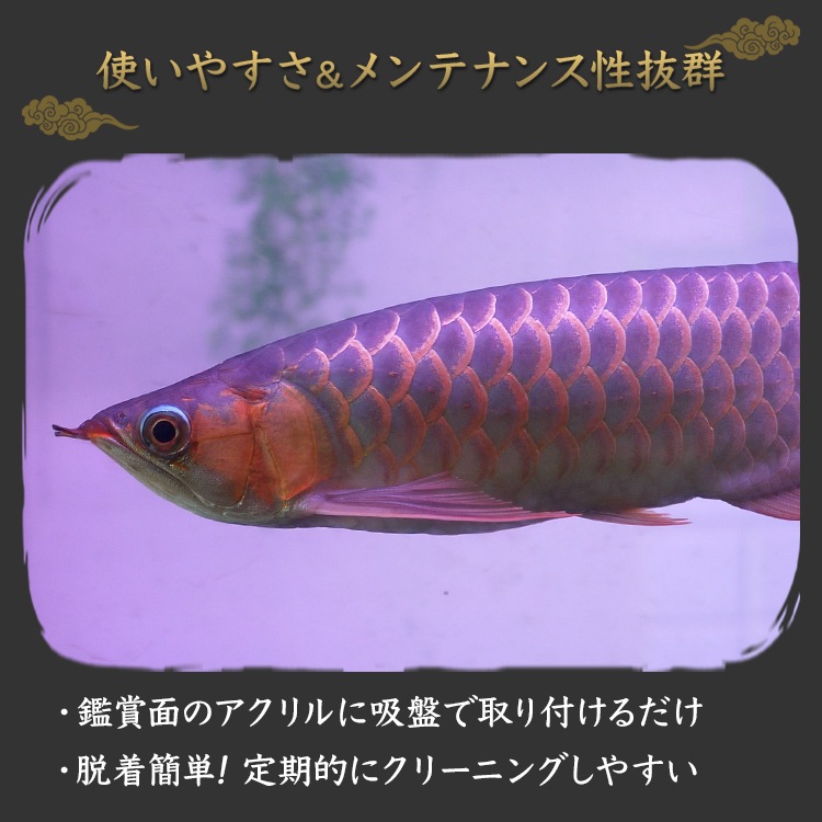 150cm｜AR150-EX | 紅龍の赤を際立たせる専用LEDライト！スリム＆防水設計で長期間使用OK