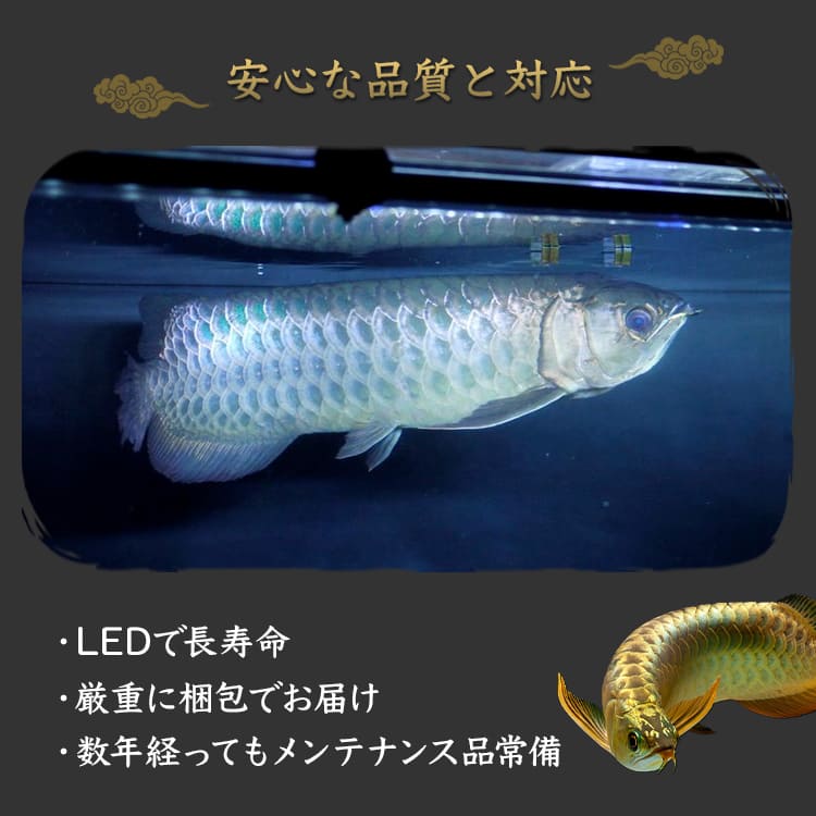 150cm|AK-150UV-EX | UV-A搭載で自然環境に近づける!金龍のための水中LEDライト
