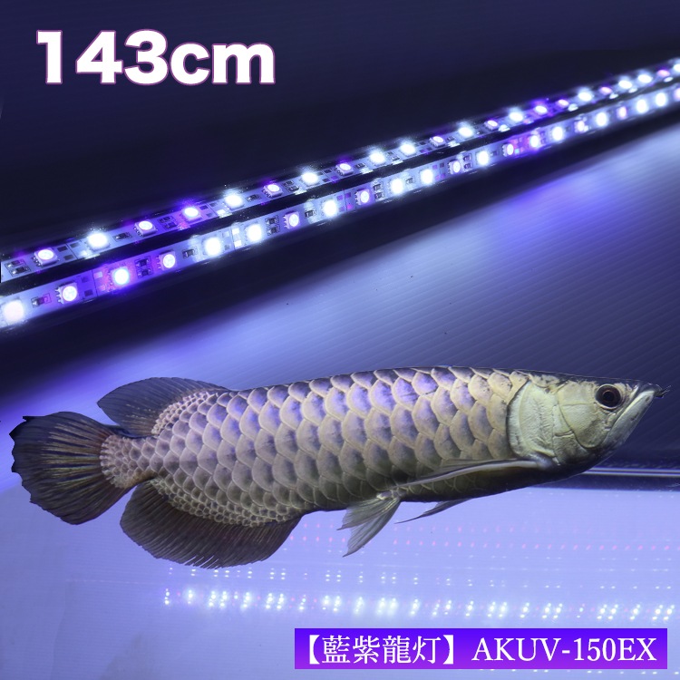 アロワナ水中照明 藍紫龍灯 ワイルドブルー UV 40% EX LED2列 金龍 150cm水槽用｜AK-150UV-EX