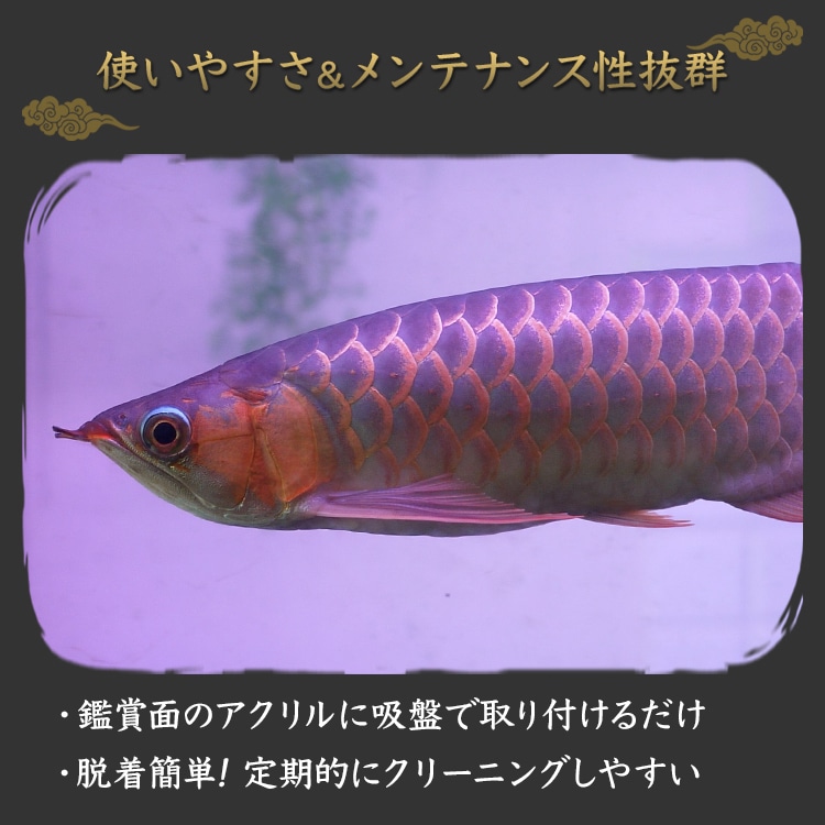 水槽内の水の赤身を軽減！紅龍の赤を自然に際立たせる水中LEDライト