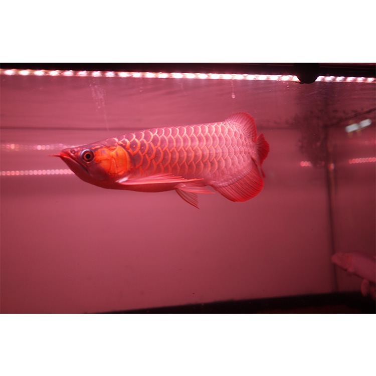 【予約販売】紫外線で自然界に近づけ 朱紫龍灯 リバイブソード EX LED 2列 UV 紅龍 90cm水槽用｜AR2-90-UV-EX