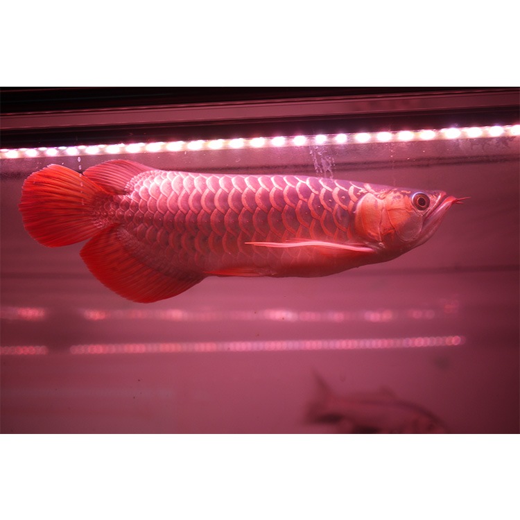 【予約販売】紫外線で自然界に近づけ 朱紫龍灯 リバイブソード EX LED 2列 UV 紅龍 200cm水槽用｜AR2-200-UV-EX