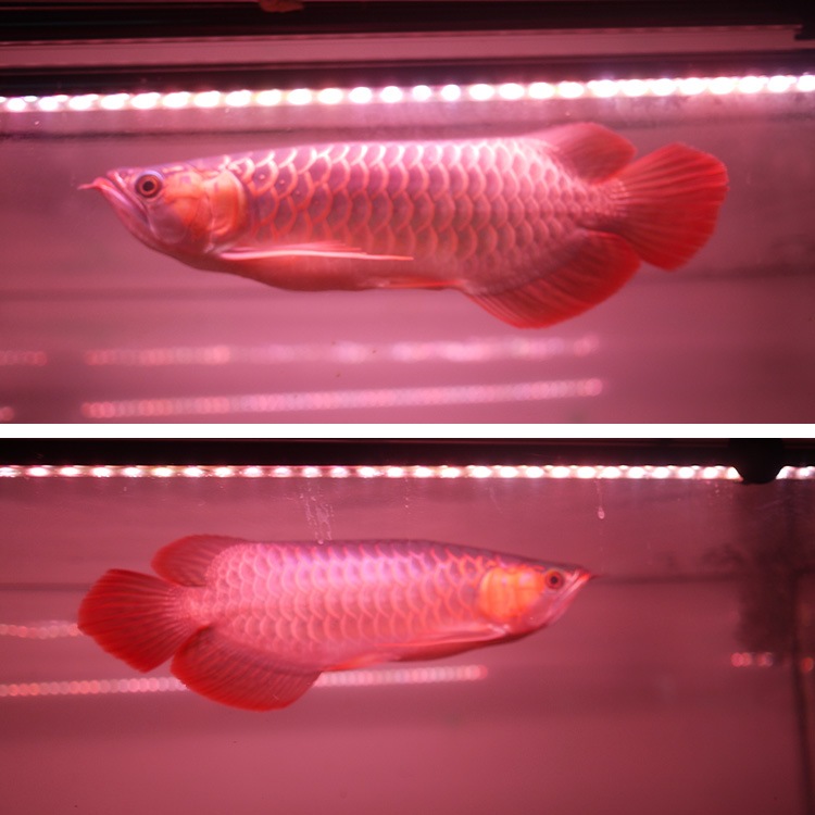 【予約販売】紫外線で自然界に近づけ 朱紫龍灯 リバイブソード EX LED 2列 UV 紅龍 200cm水槽用｜AR2-200-UV-EX
