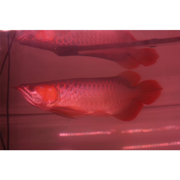 紅龍の鱗を一瞬で美しく魅せる！強化ガラス採用の水中LEDライト