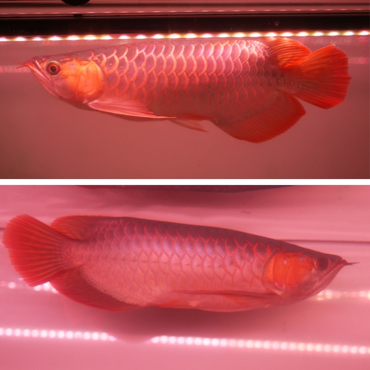 シ*ウ様 でんらい製 紫熟龍灯 （ナイトメロー/UV100A）アロワナ