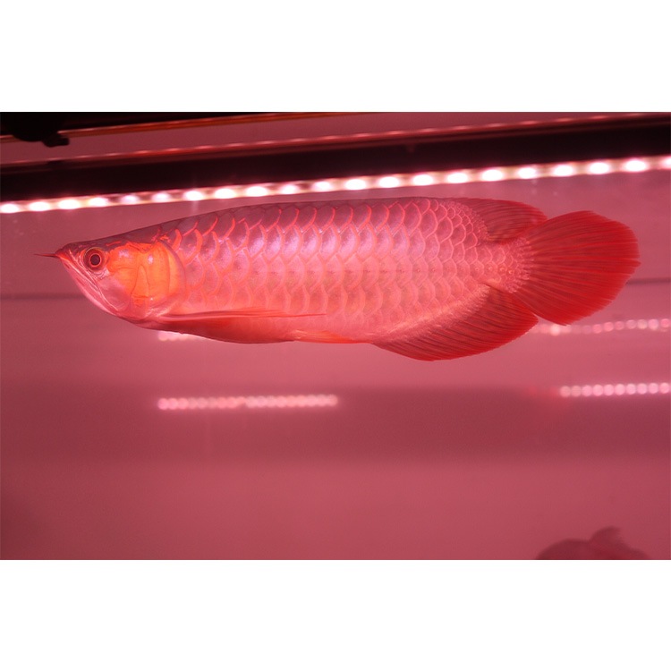 150cm｜AR2-150-UV-EX | 1年保証付き！紅龍の色揚げを狙うUV-Aチップ搭載アロワナライト