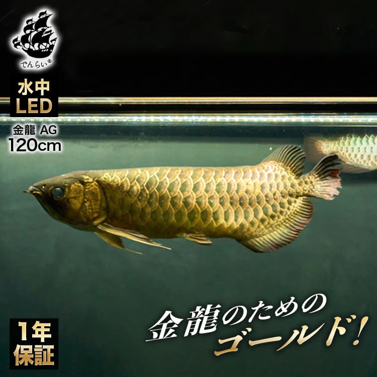 120cm｜AG120-EX | 水槽全体を明るく照らし、鱗を際立たせる！金龍専用の高輝度水中ライト