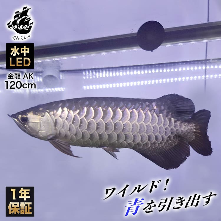 120cm|AK120-EX | 一瞬で綺麗に魅せる!金龍の青を最大限に強調する水中LEDライト