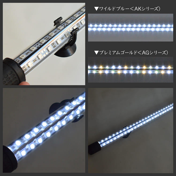 一瞬で綺麗に魅せる！金龍の青を最大限に強調する水中LEDライト