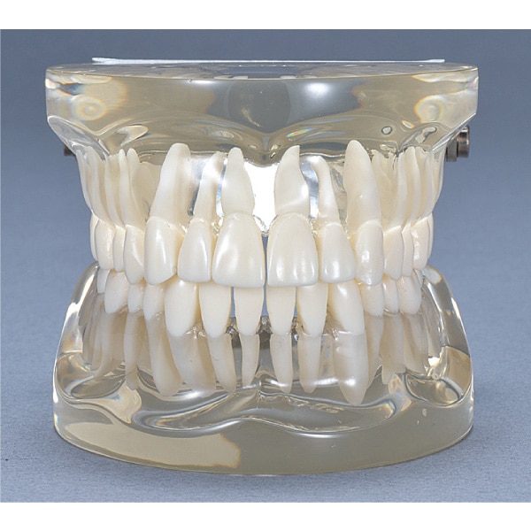 送料無料】透明乳歯 永久永久歯列模型