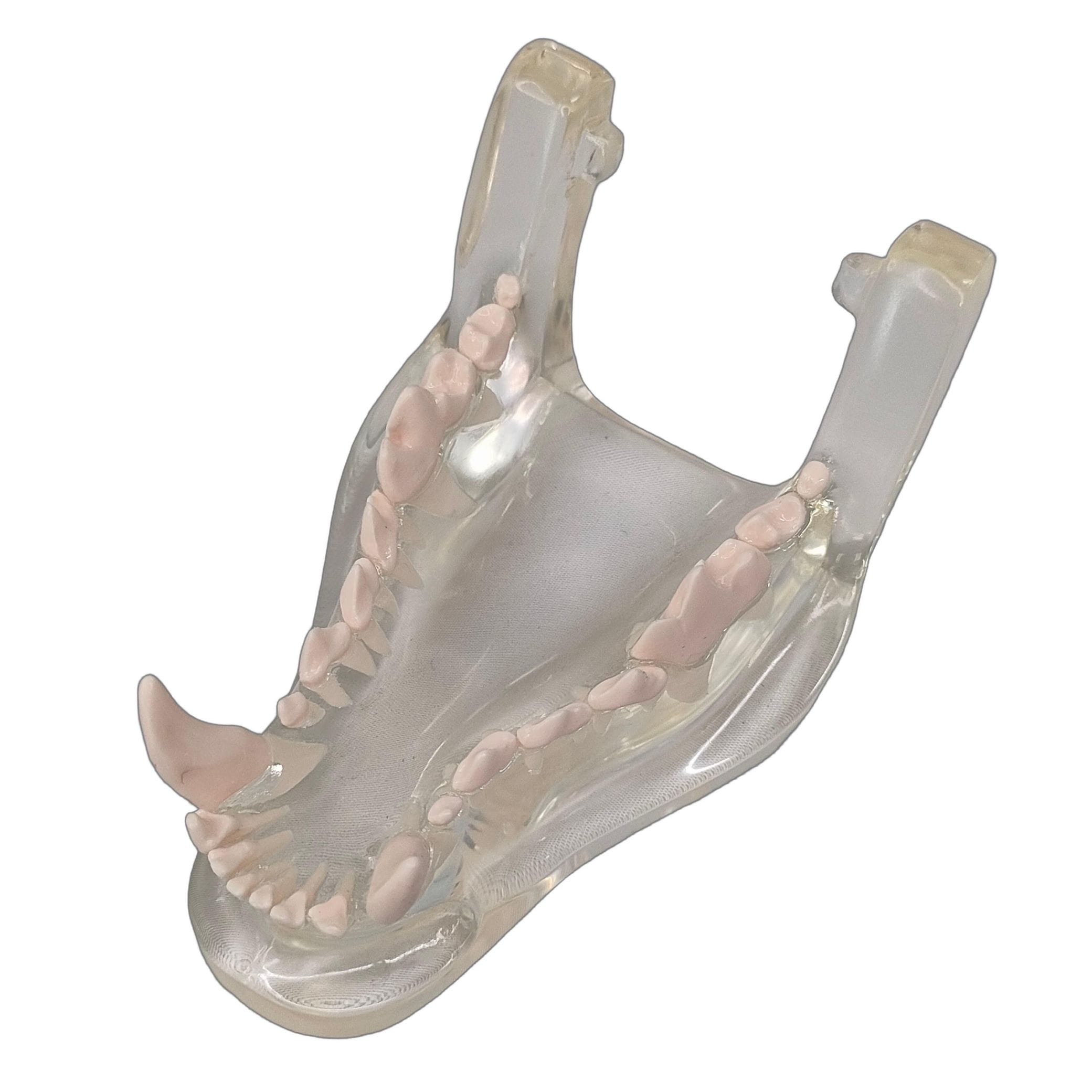 顎模型 犬 透明色 1個