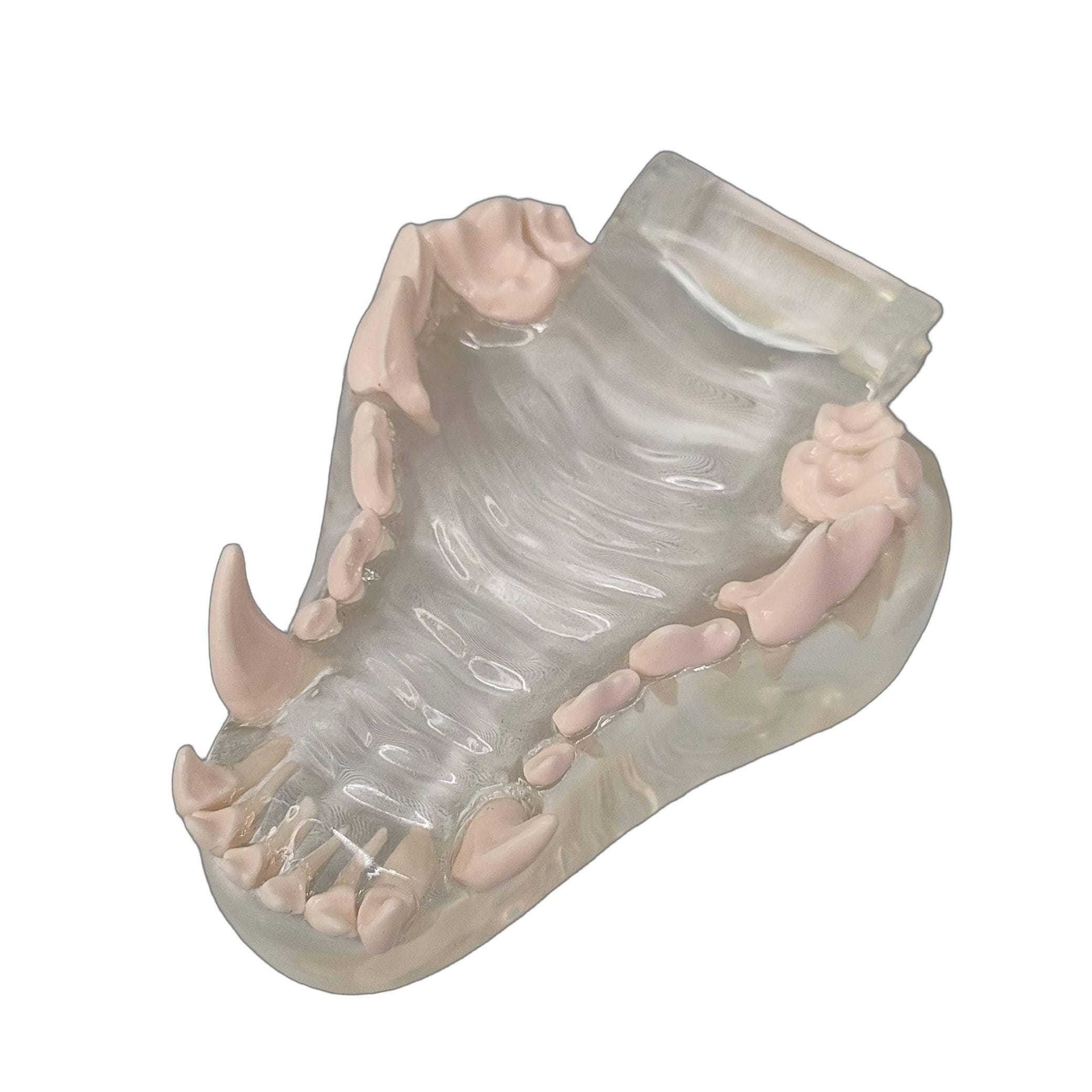顎模型 犬 透明色 1個