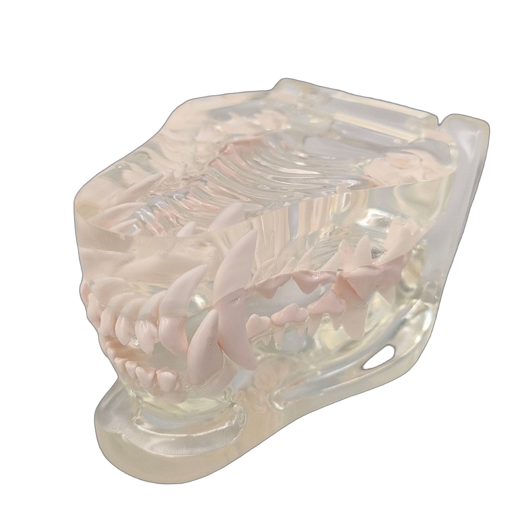 顎模型 犬 透明色 1個