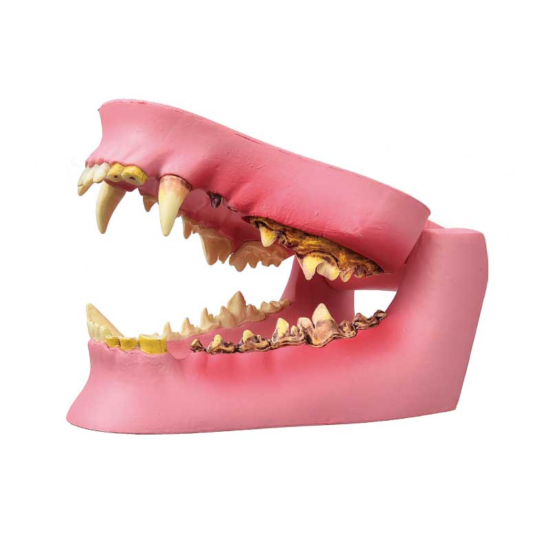犬歯牙模型 顎模型 犬 歯肉色 1個