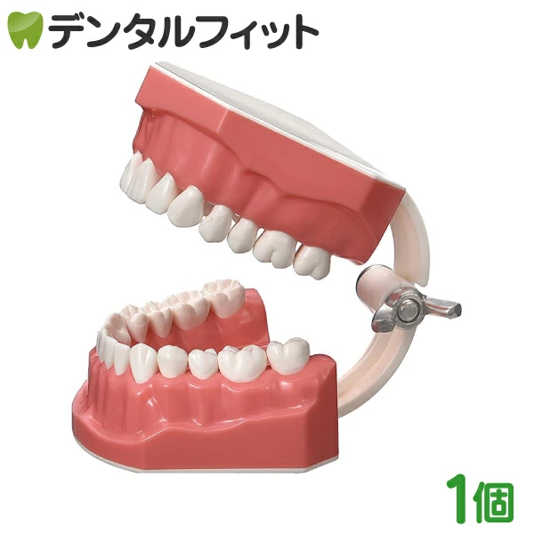 顎模型コンパクト 1個 ／ 歯 模型 開口