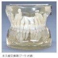 【送料無料】透明乳歯　永久歯交換期模型 永久歯交換期(7〜9歳頃)|業務用品