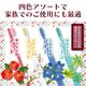 Ci20���顼 / MS�����餫�� 1Ȣ(100��)��Ci��ǥ����� ���֥饷��