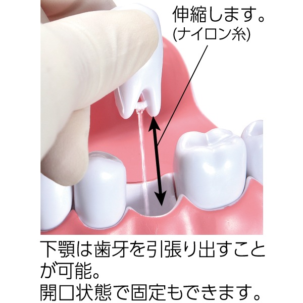 歯の模型 (TBI模型/歯ブラシ付)1個