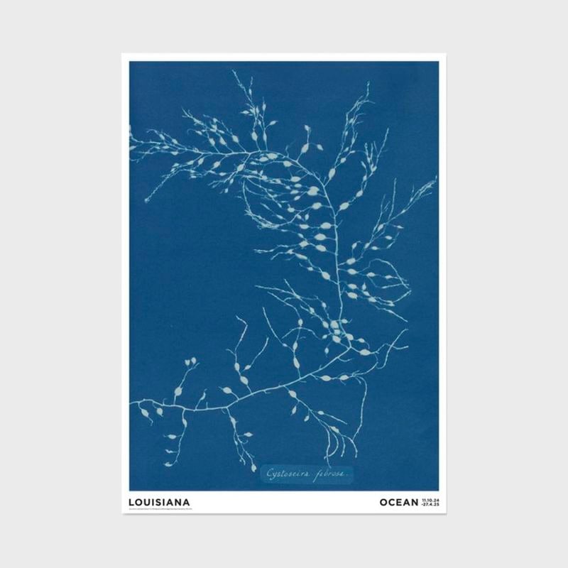 A2 �륤���������Ѵ� �ݥ����� Anna Atkins - Cystoseira fibrosa [ �̲� ����ƥꥢ ���� ������ ������� �ɳݤ� ���� ��ݲ� ���� ]�ڤ椦�ѥ��å��Բġ�