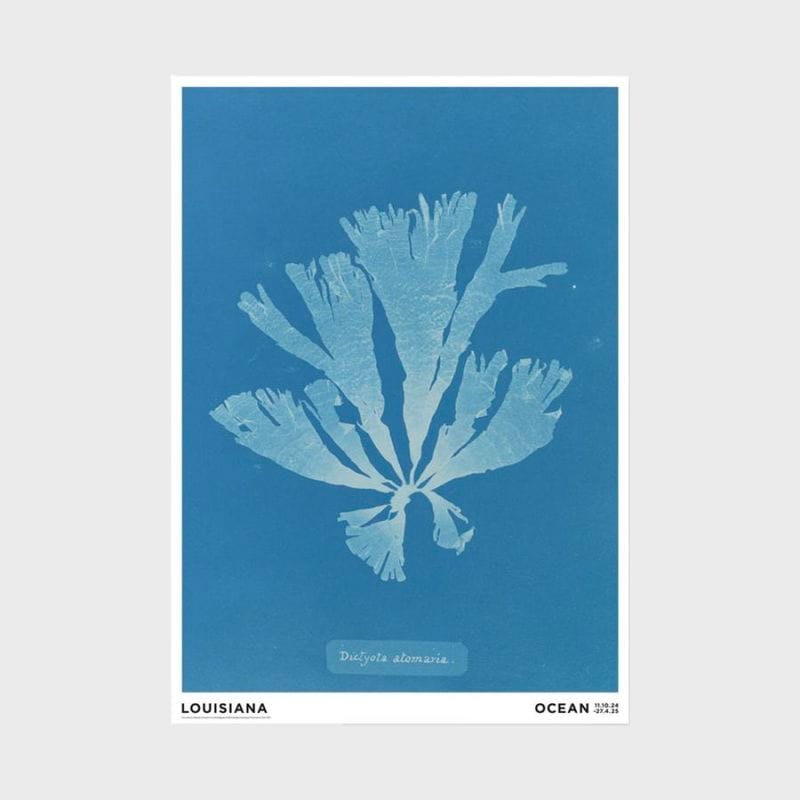 A2 �륤���������Ѵ� �ݥ����� Anna Atkins - Dictyota atomariasum [ �̲� ����ƥꥢ ���� ������ ������� �ɳݤ� ���� ��ݲ� ���� ]�ڤ椦�ѥ��å��Բġ�