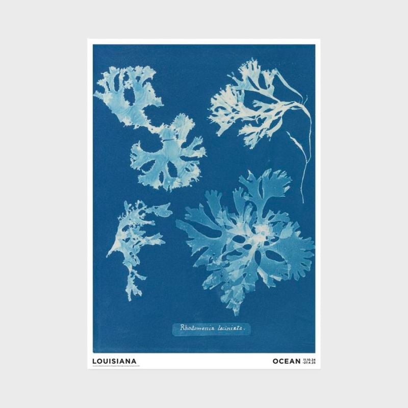 A2 �륤���������Ѵ� �ݥ����� Anna Atkins - Rhodomenia laciniata [ �̲� ����ƥꥢ ���� ������ ������� �ɳݤ� ���� ��ݲ� ���� ]�ڤ椦�ѥ��å��Բġ�