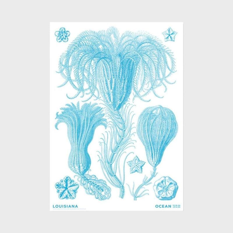 A2 �륤���������Ѵ� �ݥ����� Haeckel - Crinoideae blue - Ocean (2024) [ �̲� ����ƥꥢ ���� ������ ������� �ɳݤ� ���� ��ݲ� ���� ]�ڤ椦�ѥ��å��Բġ�