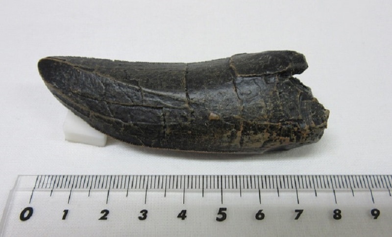 ��ץꥫ������С��ȥ����륹�λ�