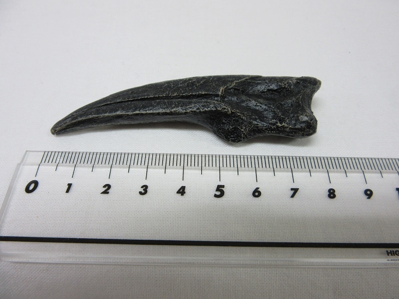 ��ץꥫ������˥ȥߥॹ������������