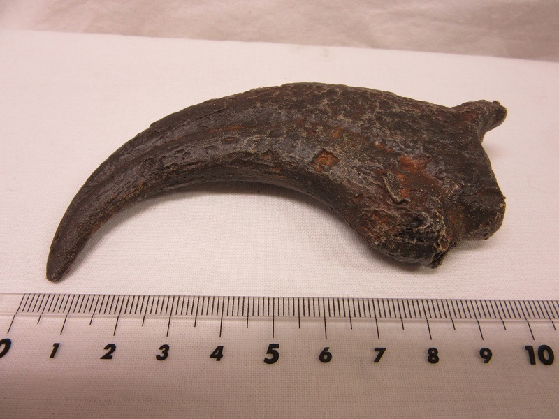 ��ץꥫ���������ƥΥƥ�������������