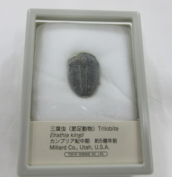 三葉虫　エルラシア　レッド　希少　極美麗 三葉虫 エルラシア レッド 希少 極美麗 - メルカリ