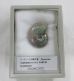 ���С������ʥ��ȡ��쥤��ܡ���005