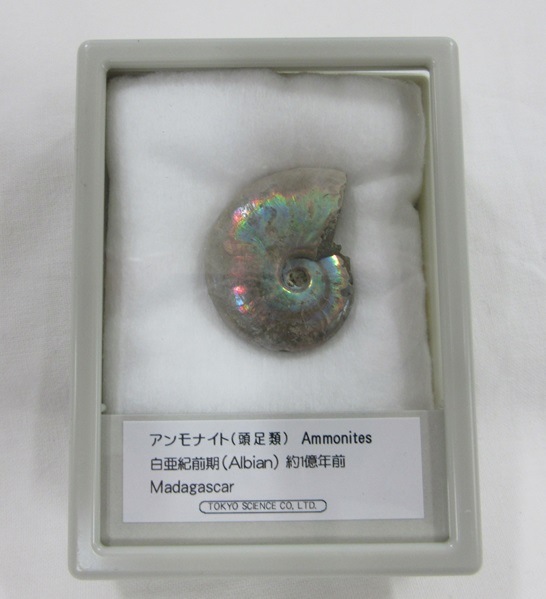 化石 アンモナイト レインボー 005 | 化石＆鉱物（実物） | 神流町恐竜