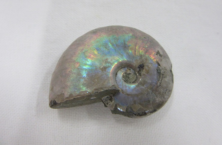 アンモナイト化石 アンモナイト3個セット005｜恐竜・化石グッズの専門店 ふぉっしる