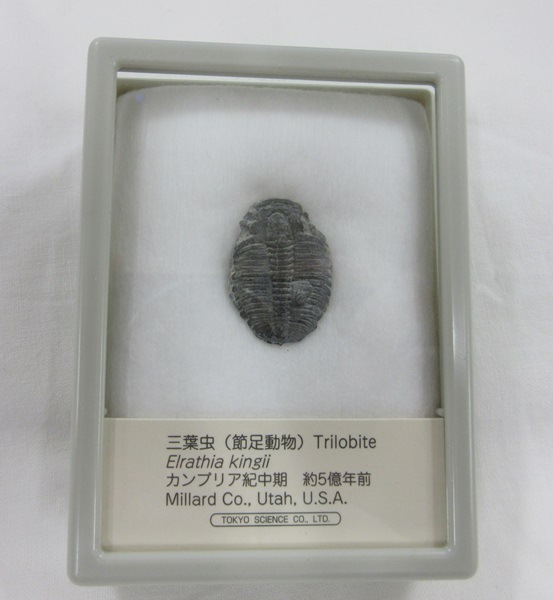 ���С����������饷����001