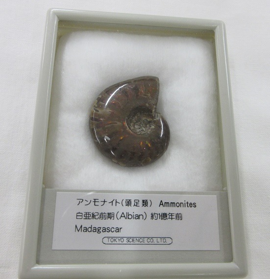 ���С���åɥ����ʥ��ȡ�003