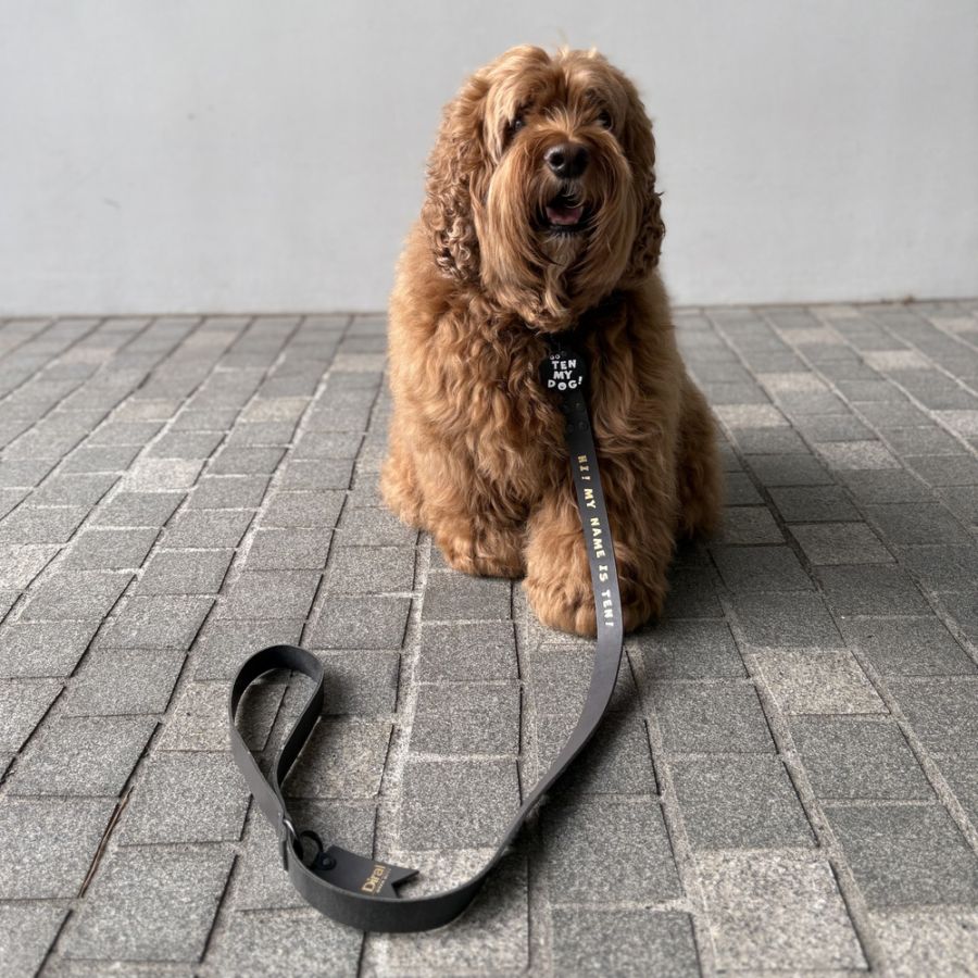 Short Wide Lead（ショートワイドリード）