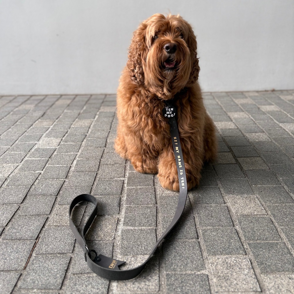 SHORT WIDE LEASH 24MM GRAY