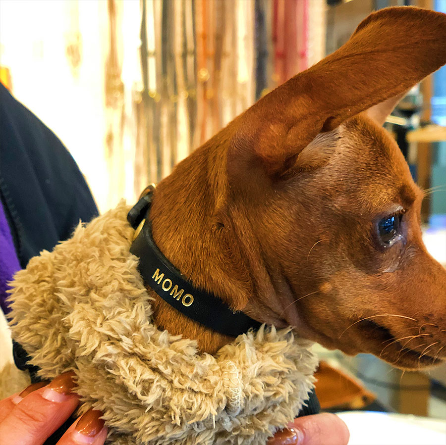 Dog Collar:首輪（15mm/18mm/21mm）