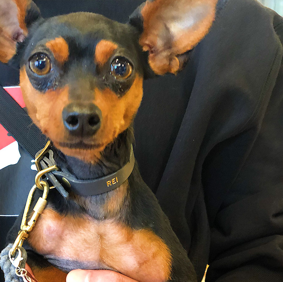 Dog Collar:首輪（15mm/18mm/21mm）